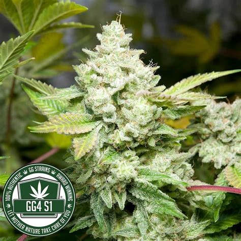 Original Glue (GG4) Cannabis Seeds by GG Strains