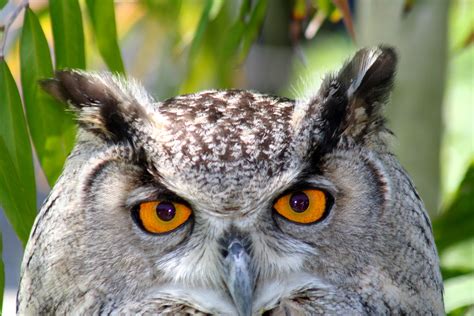 File:Owl eyes.jpg - Wikipedia