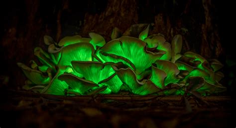 Ghost Mushroom (Omphalotus nidiformis) bioluminescent fungi, found SW ...