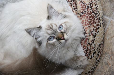 seal lynx point ragdoll | Ragdoll kittens for sale, Ragdoll kitten, Ragdoll