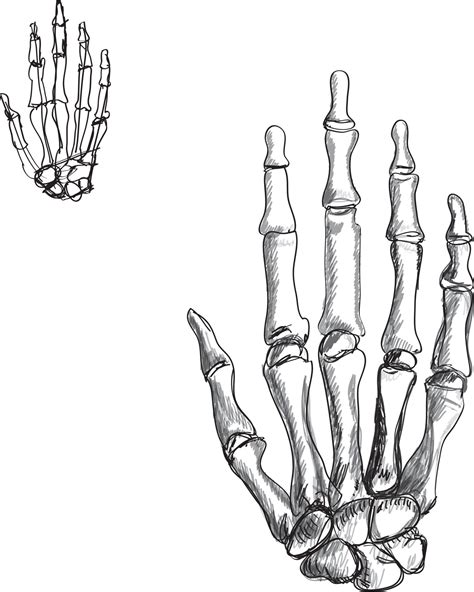 hand skeleton sketch illustration vector art drawing 11854211 Vector ...