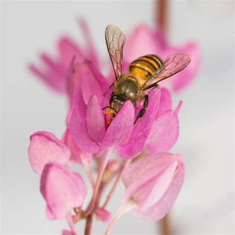 Bee Pollination stock image. Image of worker, honey, abdomen - 24992067