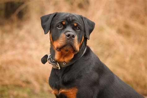 Cane Corso Rottweiler Mix: A Tough Hybrid With A Soft Heart