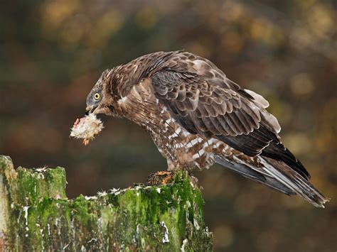 European Honey Buzzard Bird Facts (Pernis apivorus) | Bird Fact