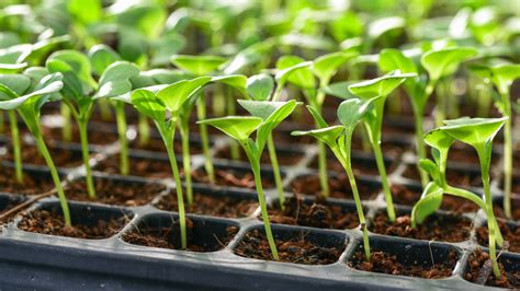 How To Identify And Prevent Green Mold On Your Seedling Tray