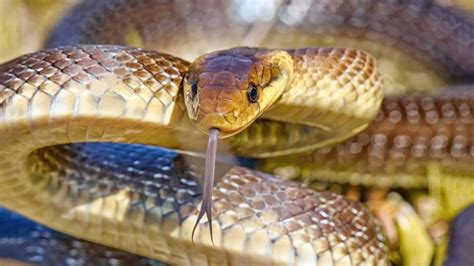 Two-metre-long snake is breeding in UK is living in attics and walls ...