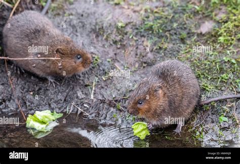 European water vole, a semi-aquatic rodent Stock Photo - Alamy