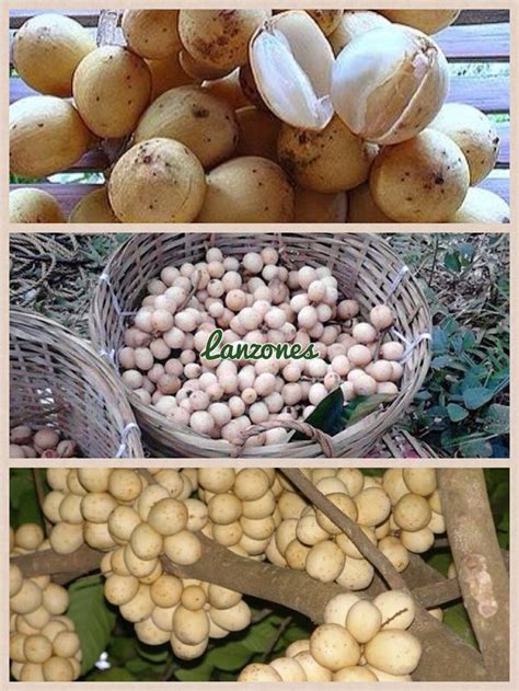 Lanzones | Vegetables, Veg, Tropical fruit