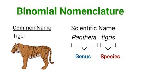 Definition and Examples of Binomial Nomenclature