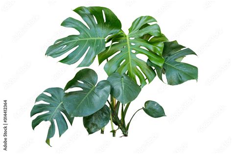 monstera plant isolated include clipping path on white background Stock ...