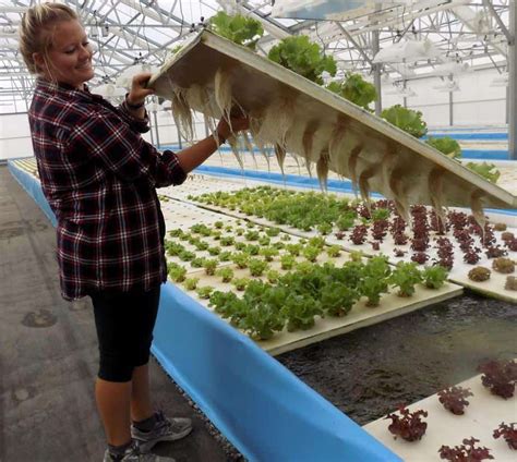 Greenhouse Aquaponics Guide - Greenhouse Info