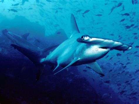 Scalloped Hammerhead Sharks - Facts and Conservation | Endangered