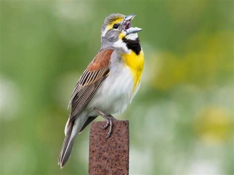 Dickcissel Bird Identification Guide