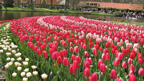 Tulip Fields Netherlands Wallpaper - FlowerWallpapero