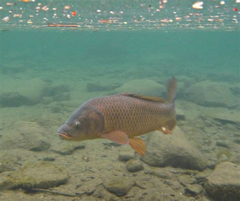 The Common Carp | Considered an invasive species in the St. … | Flickr