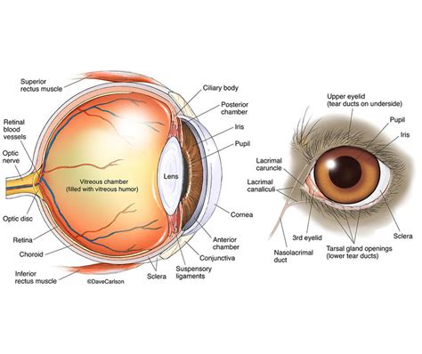 Dog Eye Anatomy | | Carlson Stock Art