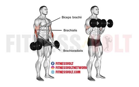 Dumbbell bicep curl - rytedeck