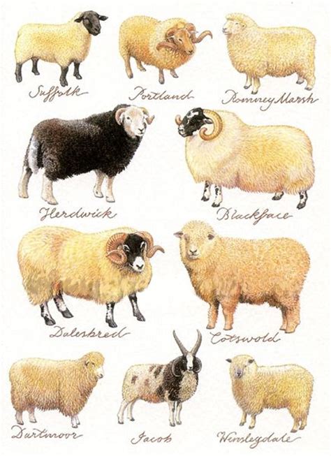 Sheep found in the United Kingdom | Sheep breeds, Animals, Sheep