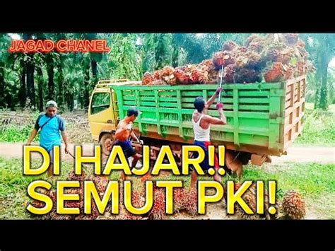 Muat DI HAJAR Semut PKI‼️#palm #kebun sawit – IDN Rujukan News