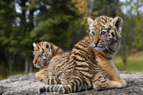 Siberian and Bengal cubs embrace new world in year of tiger - CGTN