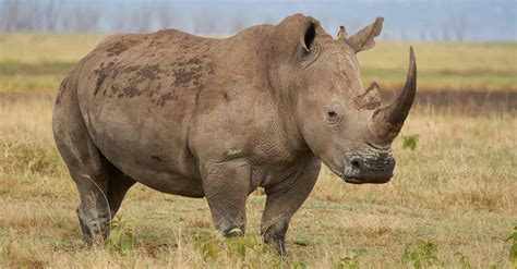 Are Rhinos Extinct? Discover the Conservation Status of Every Rhino ...