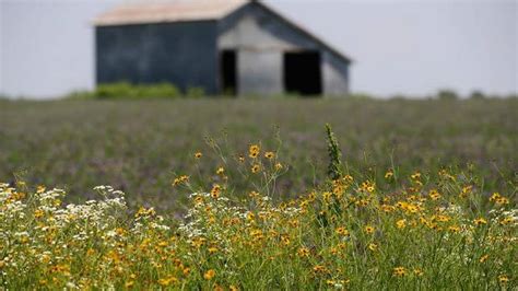 Now’s a good time to see Kansas prairie wildflowers in all their glory ...