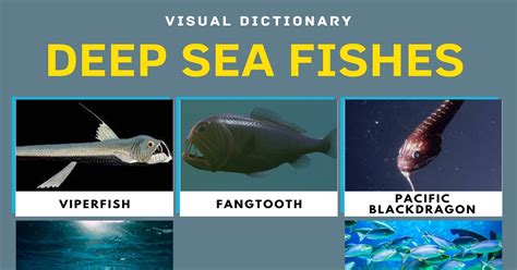 Deep Sea Fish | List of Fish that Live in the Deep Sea with Pictures • 7ESL