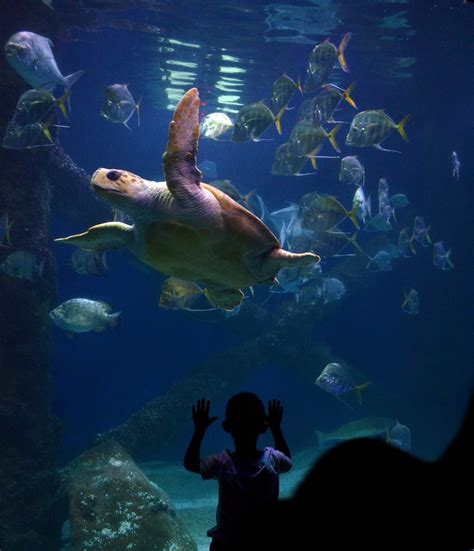 Top 105+ Images Blue Zoo Aquarium Oklahoma City Photos Excellent