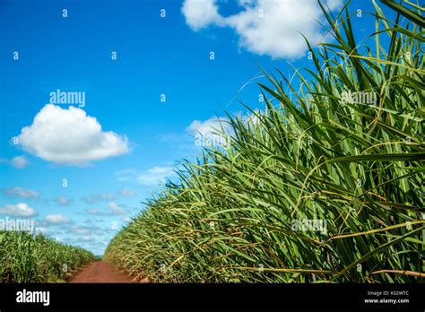 Sugar cane plantation Stock Photo - Alamy