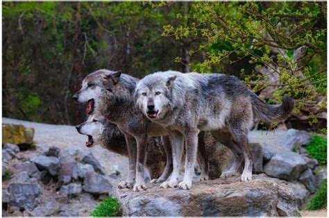 Release of five wolves in the Colorado mountains begins first-of-its ...