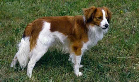 Kooikerhondje Dog Breed Information - Vetstreet | Vetstreet