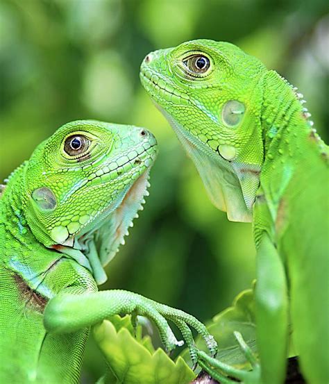 Baby Iguanas by Patti Sullivan Schmidt | Iguanas, Reptiles y anfibios y ...