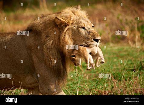 Male lion carrying one of its cubs - (rare occurrence Stock Photo - Alamy