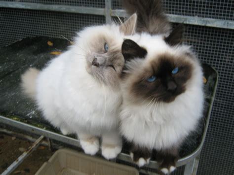 Birman Kittens - Photo 1 Birman Kittens, Cute Cats And Kittens, Kittens ...