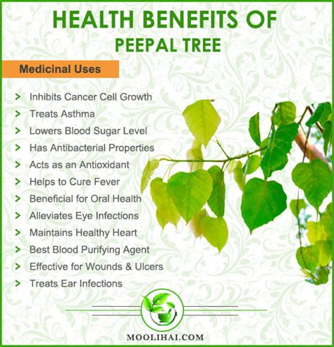 Health Benefits & Medicinal Uses of Peepal (Ficus Religiosa) - Moolihai