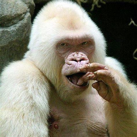 Snowflake albino gorilla | ゴリラ, 美しい動物, 珍しい動物