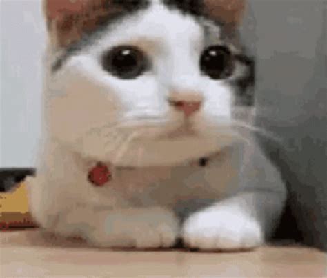 Cat Looking Around GIF - Cat Looking Around Kitty - Discover & Share GIFs