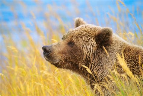 Alaska Wildlife photo gallery