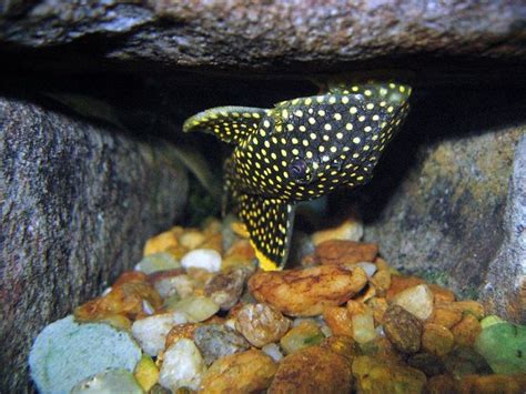 Gold Nugget Pleco Care Guide - Your Aquarium Place