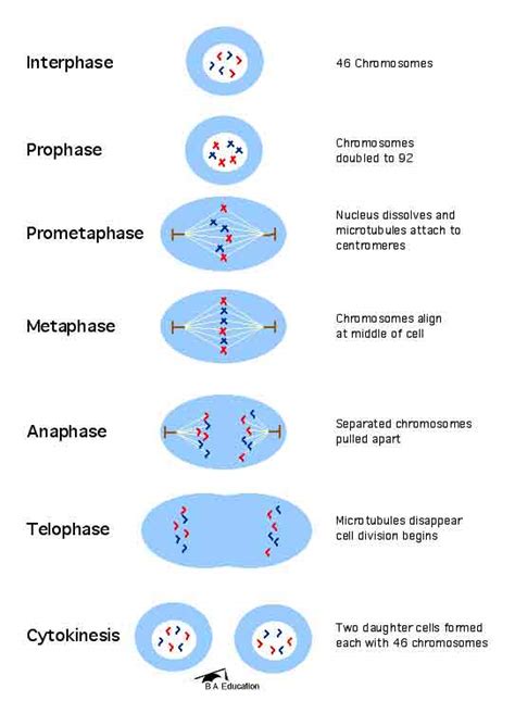 mitosis cell division diagrams : Biological Science Picture Directory ...