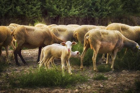 Mutton Sheep Flock - Free photo on Pixabay