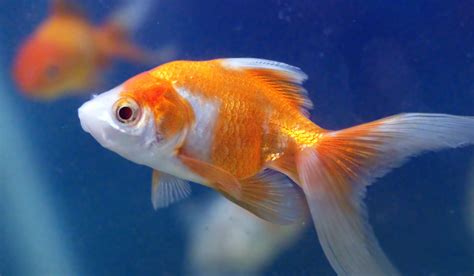 Close up photo of orange and white gold fish, goldfish aquarium HD ...