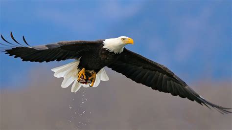 Free Bald Eagle Wallpapers - Wallpaper Cave