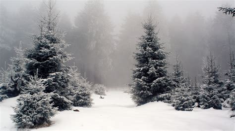 nature, Landscape, Snow, Forest Wallpapers HD / Desktop and Mobile ...