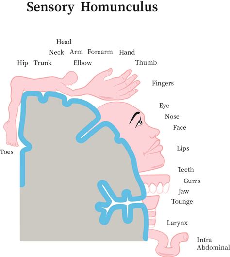 Cortical Homunculus Model - Infoupdate.org