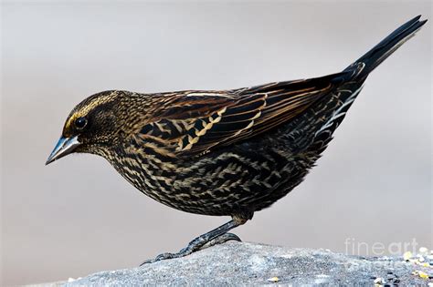 Female Red-winged Blackbird Photograph by Robert McAlpine - Fine Art ...