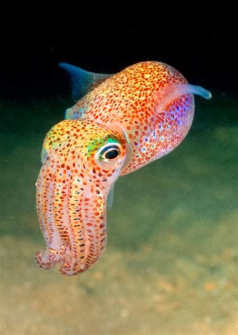 Hawaiian Bobtail Squid | Deep sea creatures, Beautiful sea creatures ...