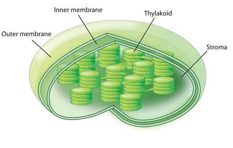 Best technique for chloroplast isolation ? | ResearchGate