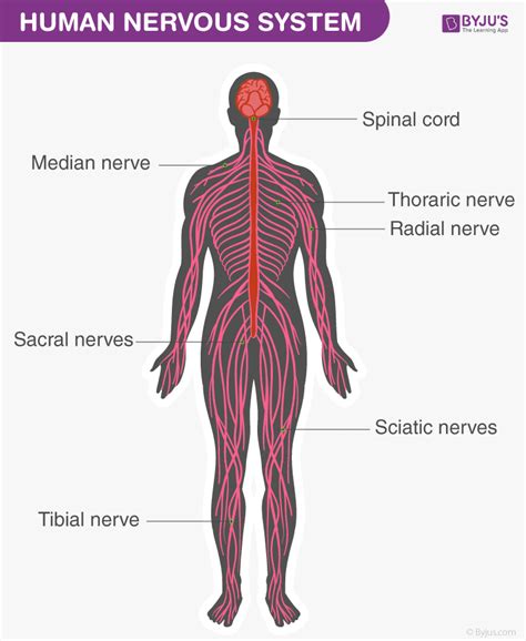 Nervous System Diagram Drawing Muscular System Diagram Labeled For ...