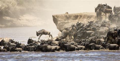 Zebra Herd during Serengeti Migration Stock Photo - Image of looking ...